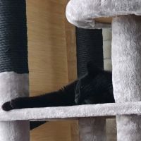 Pumba
