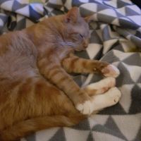 Rossi