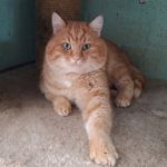 Rossi