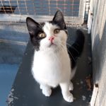 Salsa/ kitten