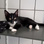 Samba/ kitten