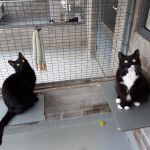 Sammy en Stevy/ broers