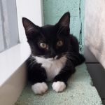 Tango/ kitten