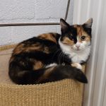 Thasya/ kitten