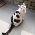 Tom