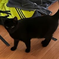 Tom